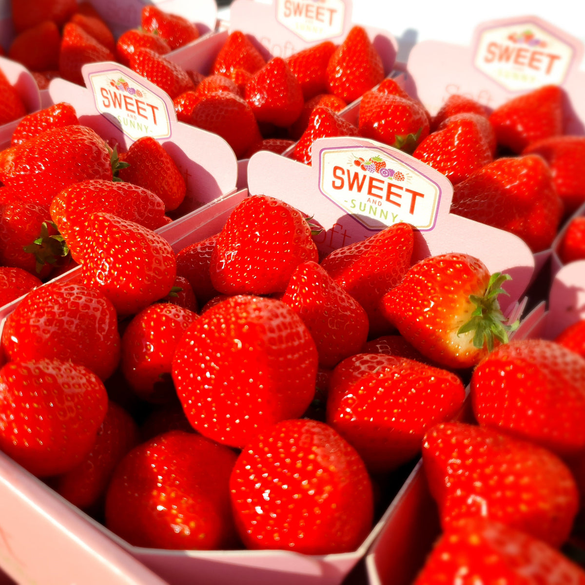 Fresh Strawberries Armstrong Country Foods