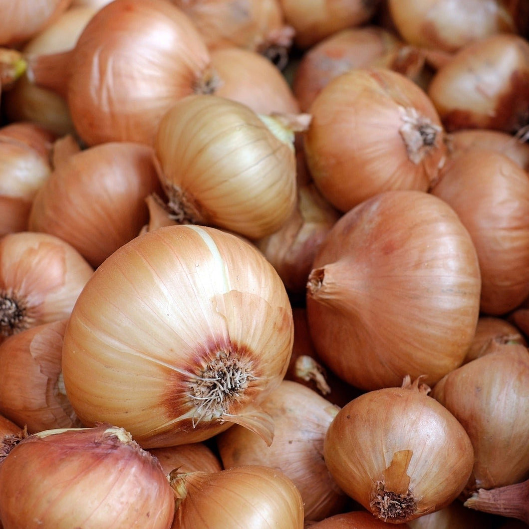 Onions - Sock of 3