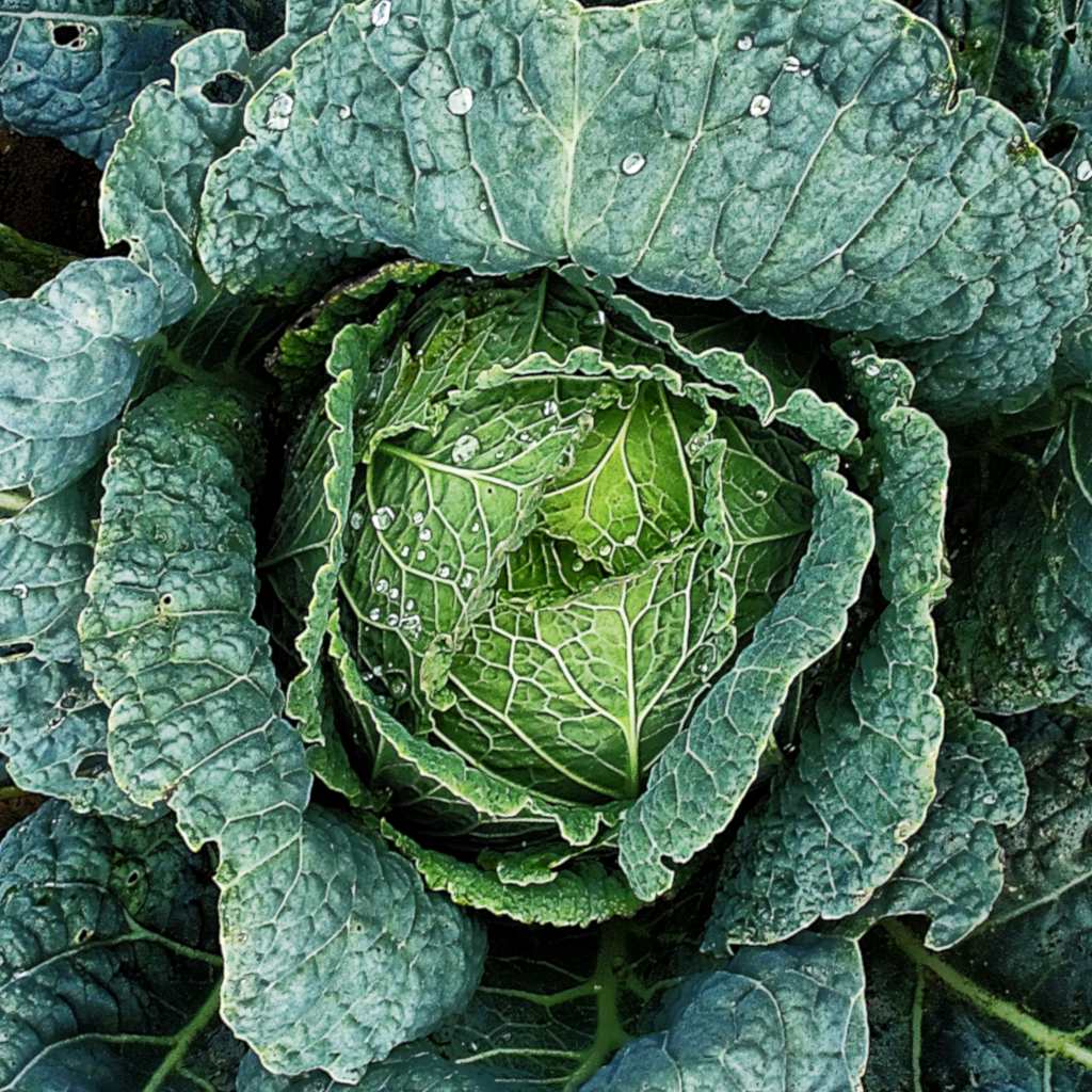 Fresh Savoy Cabbage